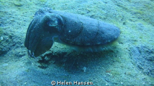 this picture was taken in lembeh muck diving 
fantasic d... by Helen Hansen 